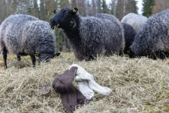 Ivanhoe of Sweden NLS RAG SOCK, 100% OFÄRGAD ULL — NATURMELANGE New